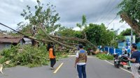 Pohon tumbang hantam satu unit rumah milik warga Dufa-dufa, Kecamatan Ternate Utara, Kota Ternate, Minggu 29 Januari 2023.(Foto Udi/beritadetik.id).