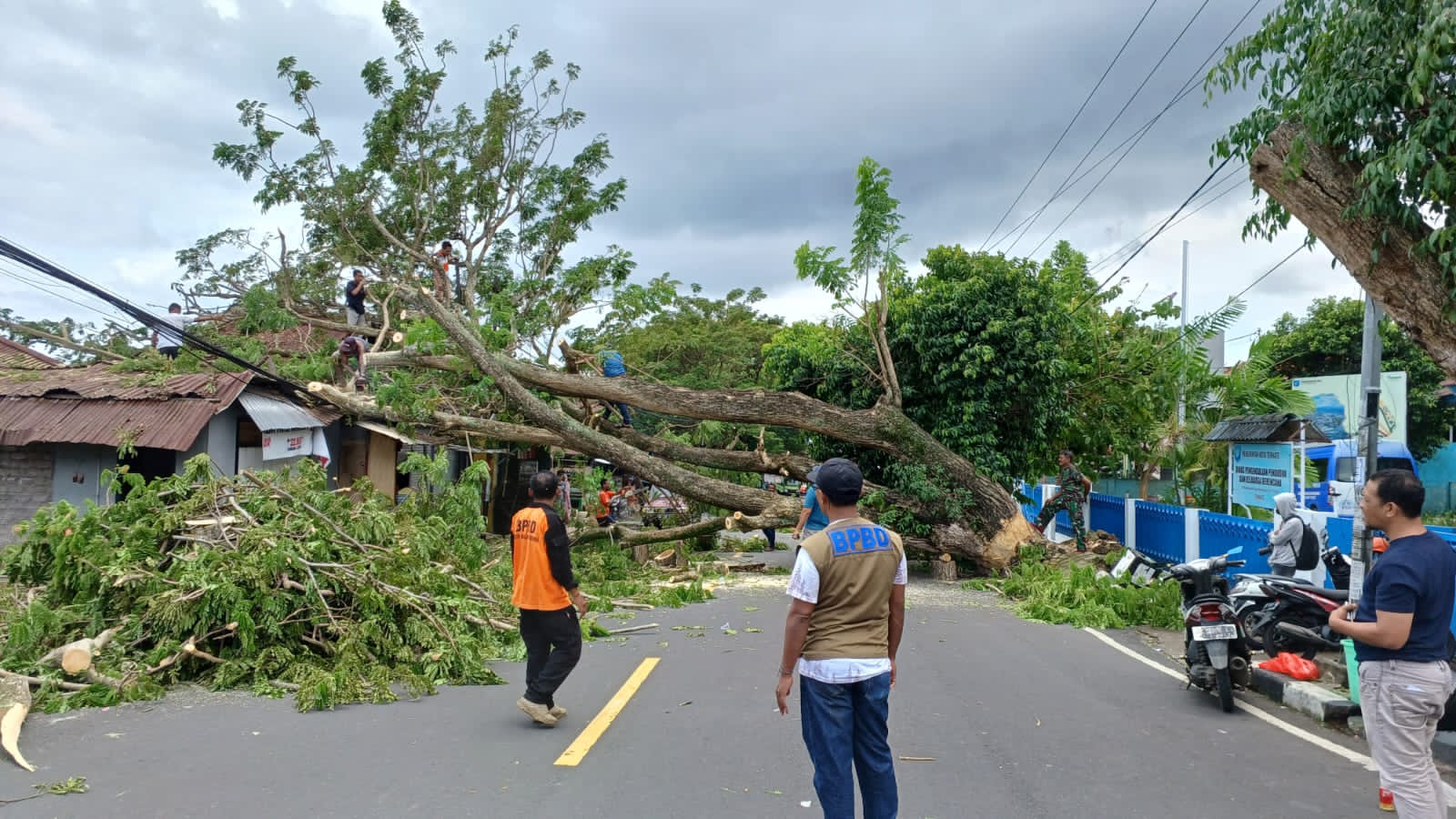 Pohon tumbang hantam satu unit rumah milik warga Dufa-dufa, Kecamatan Ternate Utara, Kota Ternate, Minggu 29 Januari 2023.(Foto Udi/beritadetik.id).