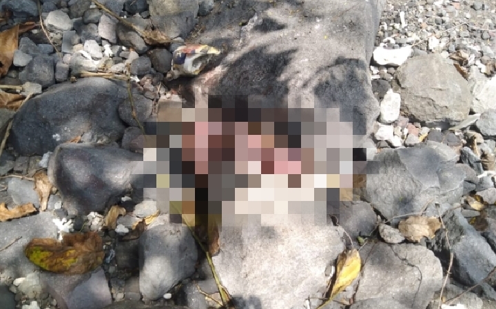 Mayat bayi yang ditemukan di pantai Kalumata, Kecamatan Ternate Selatan.(Foto Alfian/Beritadetik.id).