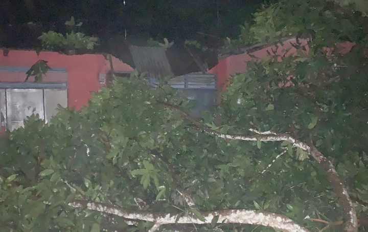 Dua unit rumah milik Warga Desa Akediri, Kecamatan Jailolo, saat dihantam pohon tumbang, Jumat 17 Februari 2023.(Foto : Nia/beritadetik.id).