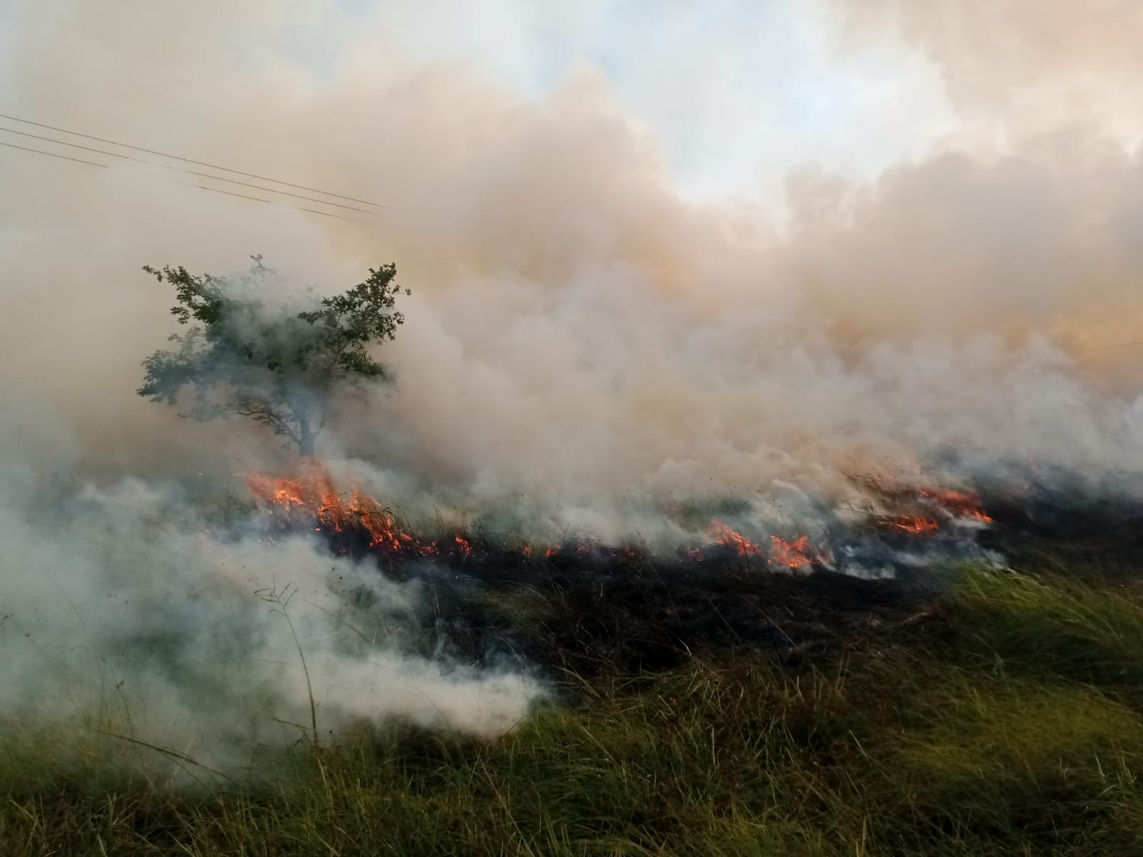 Kebakaran hutan dan lahan terjadi di Desa Domato Halmahera Barat, Provinsi Maluku Utara Utara, Rabu 1 Maret 2023. (Foto : Istimewa).