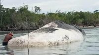 Bangkai ikan paus yang terdampar dan ditemukan nelayan asal Desa Lede, Pulau Taliabu, Sabtu 4 Maret 2023.(Istimewa).