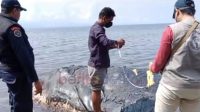 Bangkai paus jenis sperma jantan, terdampar tepatnya di Kelurahan Seli, Tidore Kepulauan, Senin (12/06/2023).