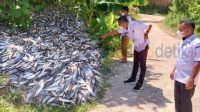 Ribuan ikan Malalugis dibuang di tepian jalan Tani, Desa Sabatai Tua, Kecamatan Morotai Selatan, Senin (24/7/2023).