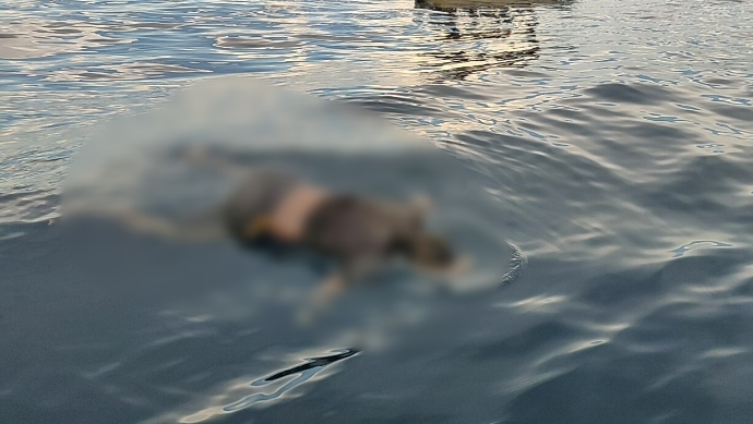Korban saat ditemukan mengapung di perairan Morotai, Jumat (25/8/2023).