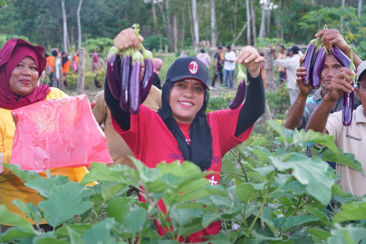 Bupati Kabupaten Kepulauan Sula Fifian Adeningsi Mus bersama para Pimpinan OPD melakukan panen raya di kebun kelompok tani mawar indah di Desa Kabau Pantai, Kecamatan Sulabesi Barat, Jumat, (12/01/2024).