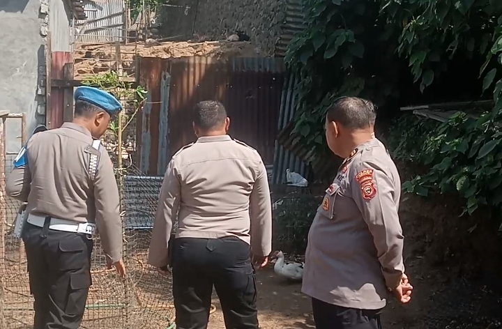 Kasi Humas Polres Ternate, Iptu Ekan Mukadar bersama sejumlah anggota Provos cek kandang ternak milik Ical, Oknum Anggota Polsek Ternate Utara.(Foto : beritadetik.id).